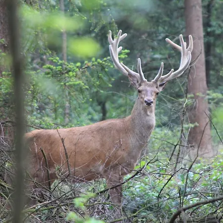 Casa vacanze Bos En Heide Otterlo