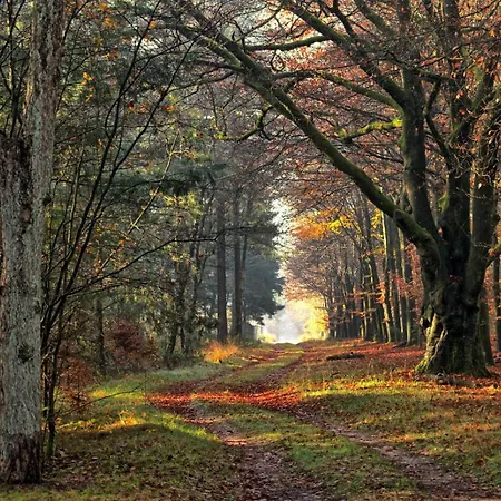 Bos En Heide